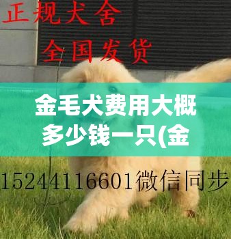 金毛犬费用大概多少钱一只(金毛犬多少钱一只纯种) 金毛犬费用大概多少钱一只(金毛犬多少钱一只纯种)