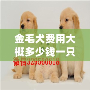 金毛犬费用大概多少钱一只(金毛犬多少钱一只纯种) 金毛犬费用大概多少钱一只(金毛犬多少钱一只纯种)