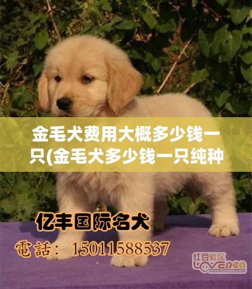 金毛犬费用大概多少钱一只(金毛犬多少钱一只纯种) 金毛犬费用大概多少钱一只(金毛犬多少钱一只纯种)