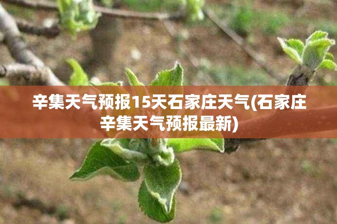 辛集天气预报15天石家庄天气(石家庄辛集天气预报最新) 辛集天气预报15天石家庄天气(石家庄辛集天气预报最新)