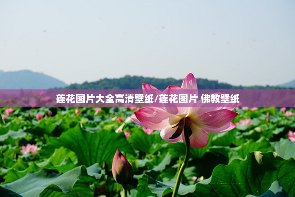 莲花图片大全高清壁纸/莲花图片 佛教壁纸 莲花图片大全高清壁纸/莲花图片 佛教壁纸
