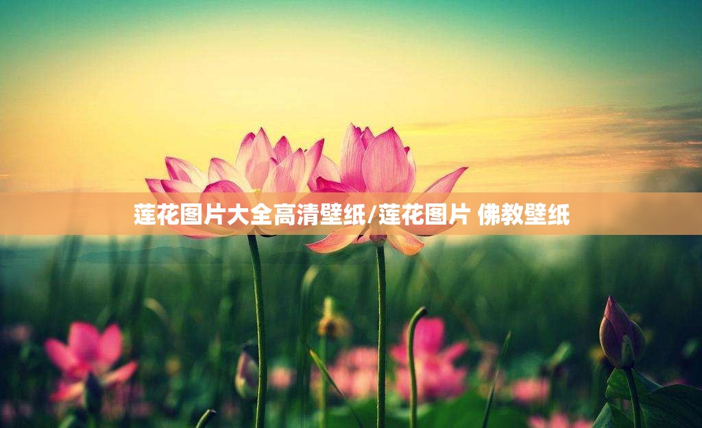 莲花图片大全高清壁纸/莲花图片 佛教壁纸 莲花图片大全高清壁纸/莲花图片 佛教壁纸