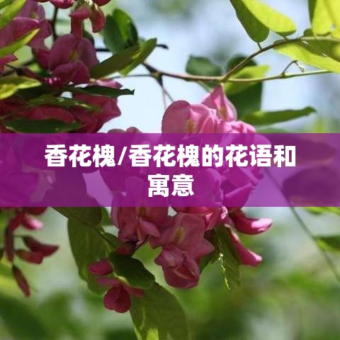 香花槐/香花槐的花语和寓意 香花槐/香花槐的花语和寓意