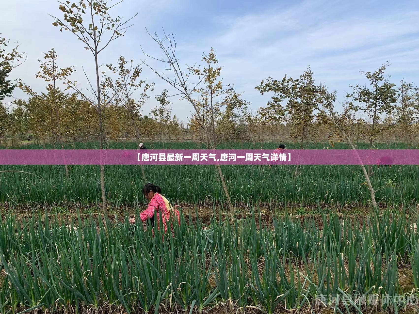 【唐河县最新一周天气,唐河一周天气详情】