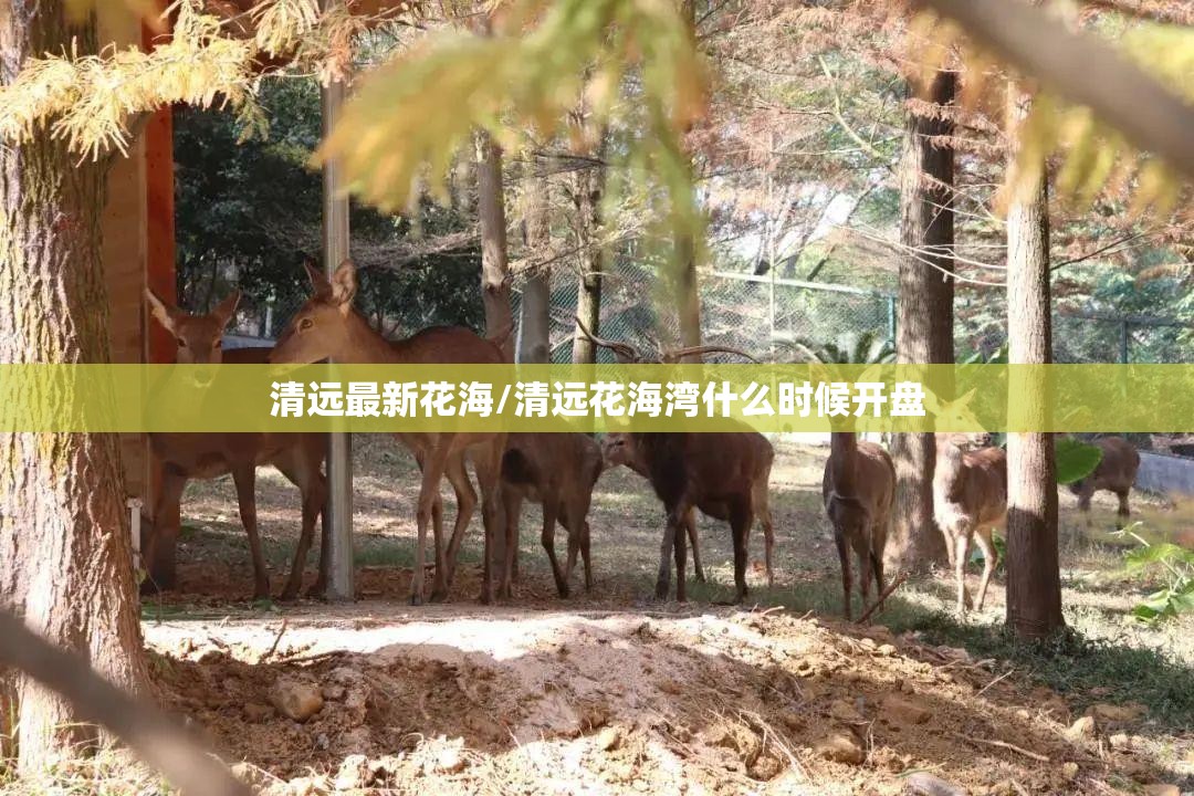 清远最新花海/清远花海湾什么时候开盘 清远最新花海/清远花海湾什么时候开盘