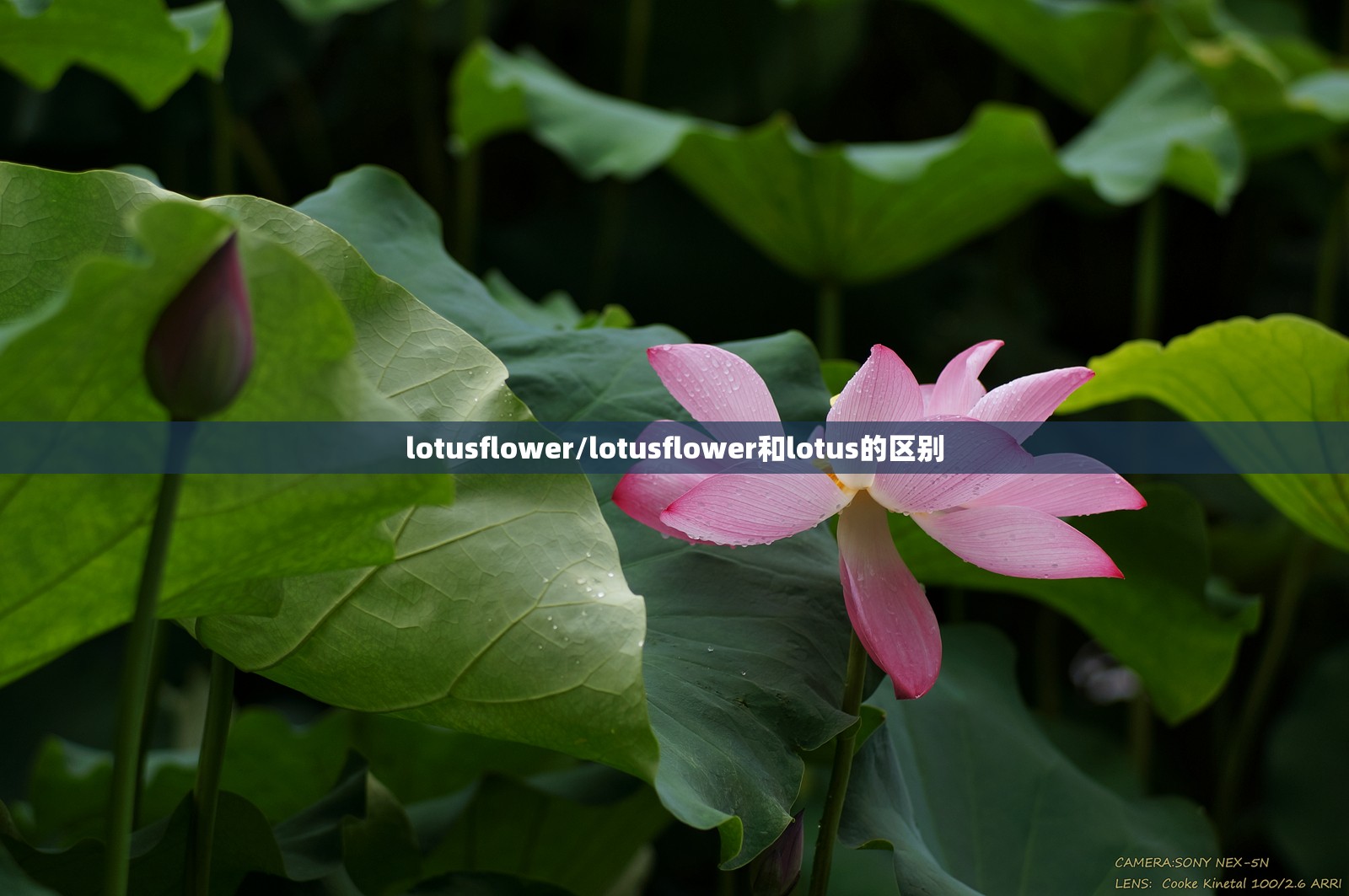lotusflower/lotusflower和lotus的区别 lotusflower/lotusflower和lotus的区别
