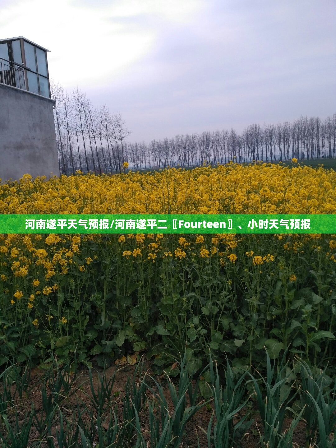 河南遂平天气预报/河南遂平二〖Fourteen〗、小时天气预报