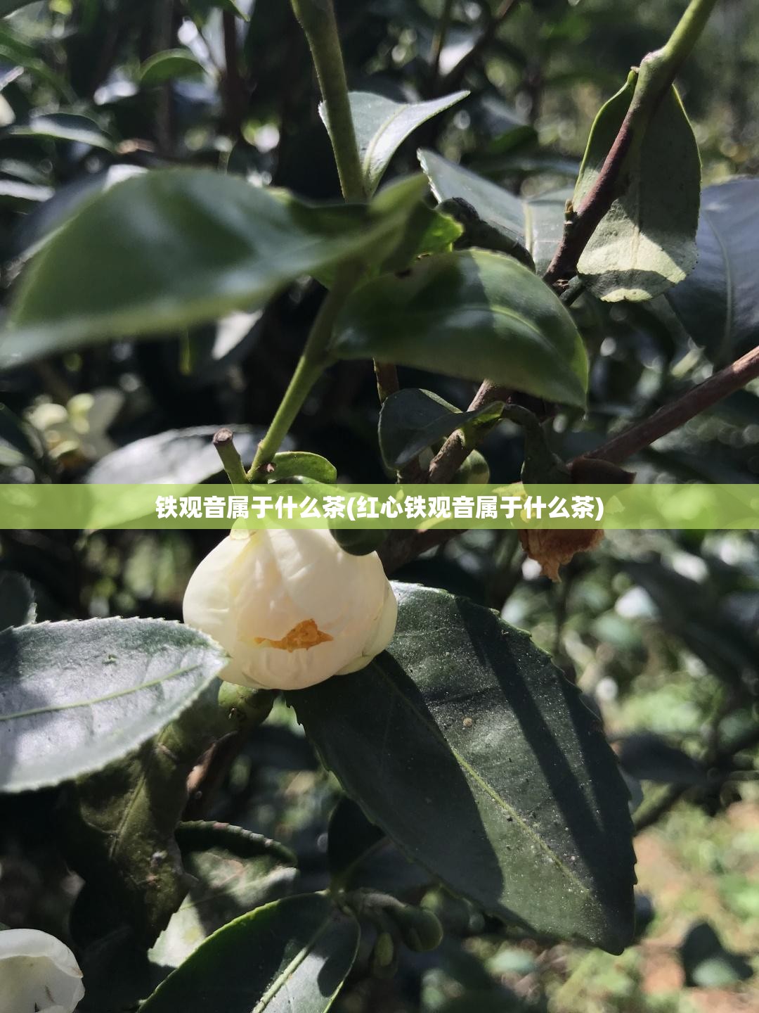 铁观音属于什么茶(红心铁观音属于什么茶) 铁观音属于什么茶(红心铁观音属于什么茶)