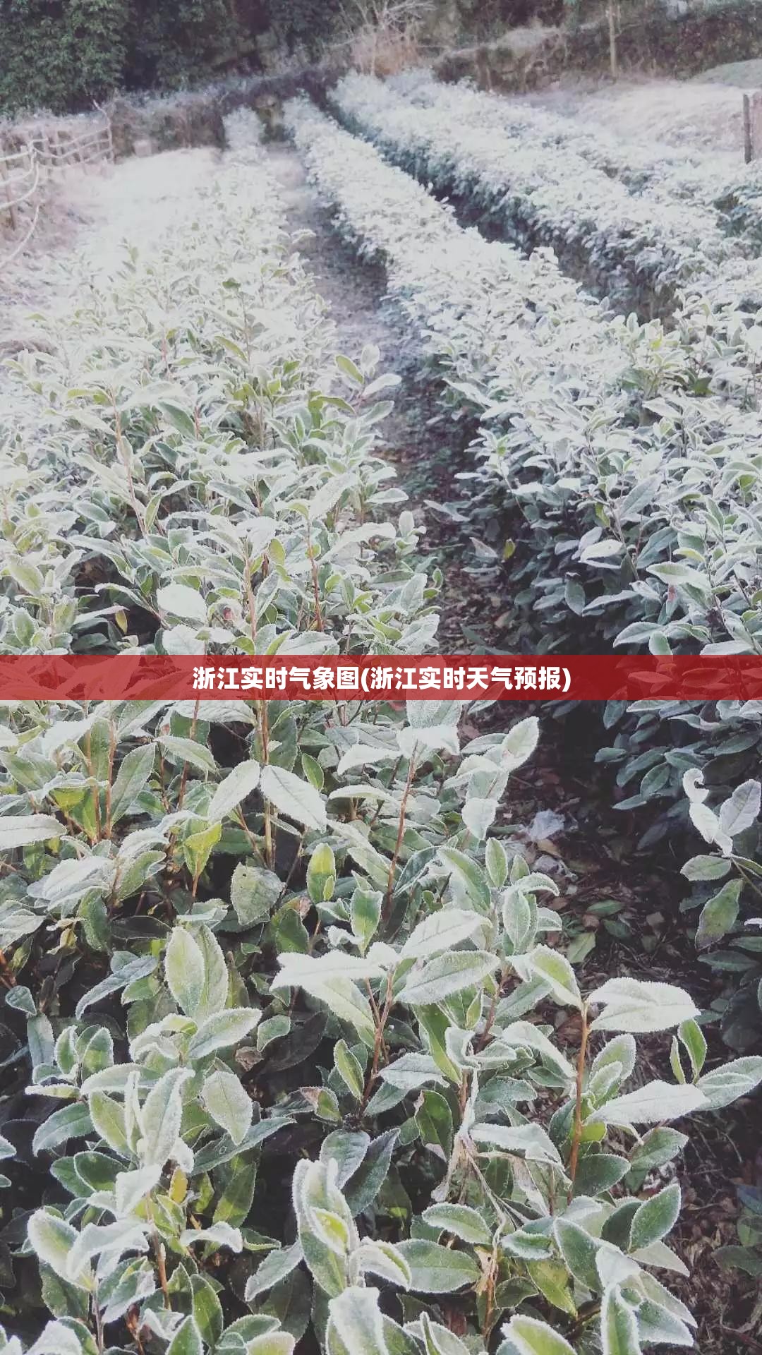 浙江实时气象图(浙江实时天气预报) 浙江实时气象图(浙江实时天气预报)