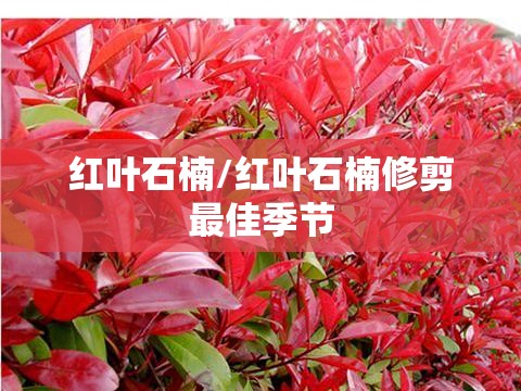 红叶石楠/红叶石楠修剪最佳季节