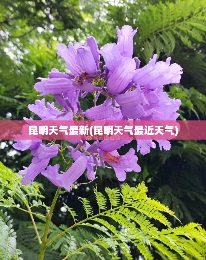 昆明天气最新(昆明天气最近天气) 昆明天气最新(昆明天气最近天气)
