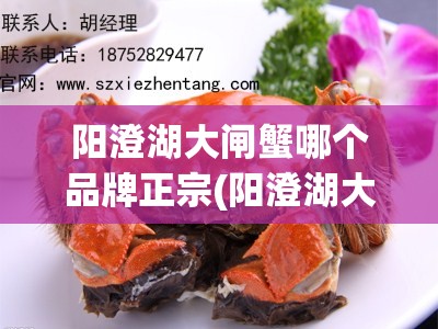 阳澄湖大闸蟹哪个品牌正宗(阳澄湖大闸蟹排名前十) 阳澄湖大闸蟹哪个品牌正宗(阳澄湖大闸蟹排名前十)