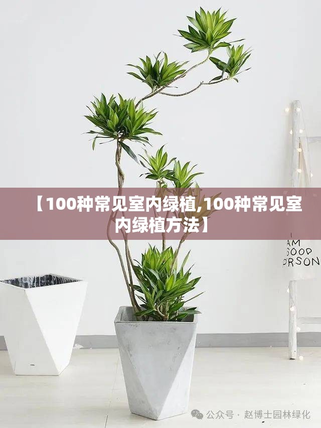 【100种常见室内绿植,100种常见室内绿植方法】 【100种常见室内绿植,100种常见室内绿植方法】