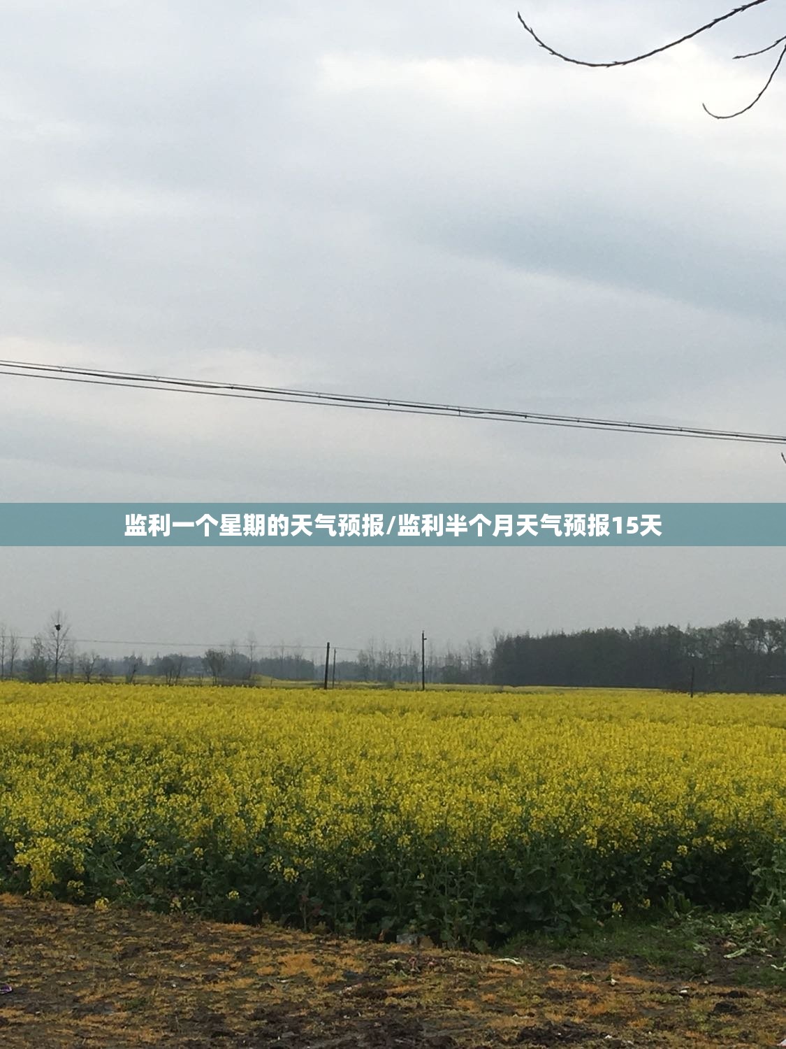 监利一个星期的天气预报/监利半个月天气预报15天 监利一个星期的天气预报/监利半个月天气预报15天