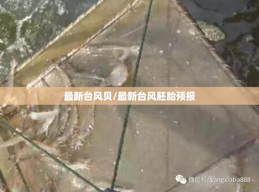 最新台风贝/最新台风胚胎预报 最新台风贝/最新台风胚胎预报