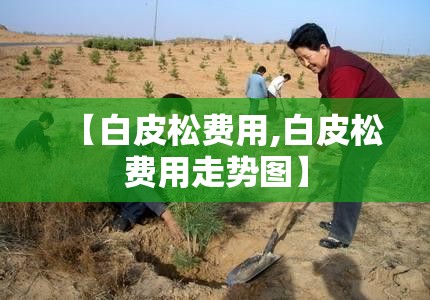 【白皮松费用,白皮松费用走势图】 【白皮松费用,白皮松费用走势图】
